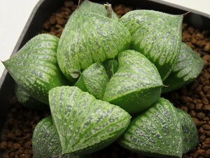 ■[W128]仮面舞踏会×GM452 IK No2　実生　未繁殖　ヤマト運輸 【多肉植物　Haworthia　ハオルチア　ハオルシア】