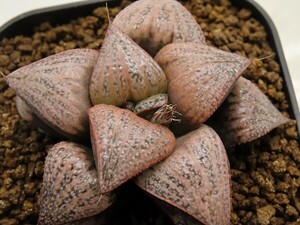 ■[W119]GM452 IK No.2×GM452-TM　実生　未繁殖　ヤマト運輸 【多肉植物　Haworthia　ハオルチア　ハオルシア】