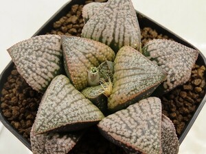 ■[W116]雪景色×美P5巴A　実生　未繁殖　ヤマト運輸 【多肉植物　Haworthia　ハオルチア　ハオルシア】