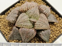 ■[W118]OZクリアダルマ×ピクタNo119　実生　未繁殖　ヤマト運輸 【多肉植物　Haworthia　ハオルチア　ハオルシア】_画像4