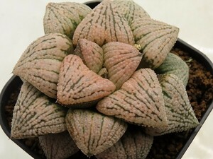 ■[W113]グレースレディー×ホワイトギフト　実生　未繁殖　ヤマト運輸 【多肉植物　Haworthia　ハオルチア　ハオルシア】