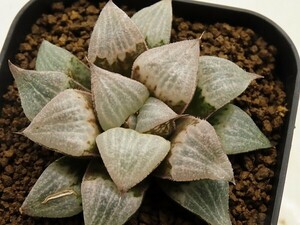 ■[W111]チェリーブロッサム×ブロンズキャッスル　実生　未繁殖　ヤマト運輸 【多肉植物　Haworthia　ハオルチア　ハオルシア】