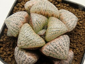 ■[W110]17-069 GM447×特選スプレンデンス　実生　未繁殖　ヤマト運輸 【多肉植物　Haworthia　ハオルチア　ハオルシア】