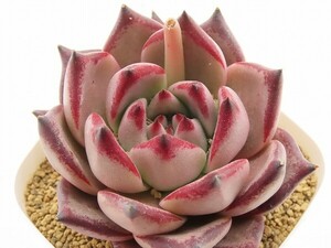 ■[W191]ロメオ　実生苗　ヤマト運輸 【多肉植物　Echeveria　エケベリア】