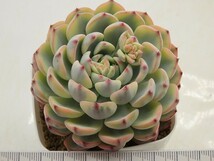 ■[W187]ミニマ錦　ヤマト運輸 【多肉植物　Echeveria　エケベリア】_画像2