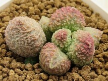 ■[W174]herrei green ball　グリーンボール　ヤマト運輸 【多肉植物　Adromischus アドロミスクス】_画像2