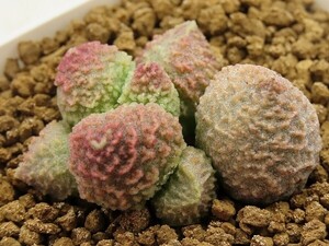 ■[W174]herrei green ball　グリーンボール　ヤマト運輸 【多肉植物　Adromischus アドロミスクス】