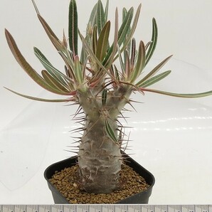 ■[W169]cactipes カクチペス 実生苗 ヤマト運輸 【多肉植物 Pachypodium パキポディウム】の画像4