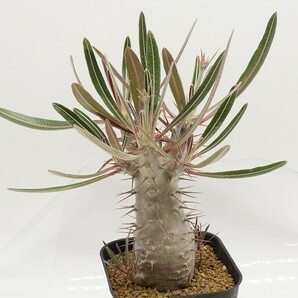 ■[W169]cactipes カクチペス 実生苗 ヤマト運輸 【多肉植物 Pachypodium パキポディウム】の画像2