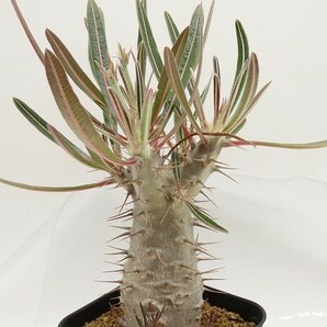 ■[W169]cactipes カクチペス 実生苗 ヤマト運輸 【多肉植物 Pachypodium パキポディウム】の画像1