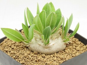 ■[W164]brevicaule　恵比寿笑い　実生苗　ヤマト運輸 【多肉植物　Pachypodium　パキポディウム】