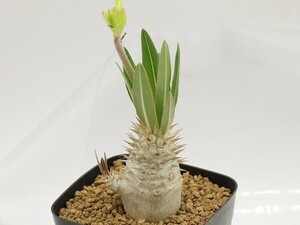 ■[W163]inopinatum　イノピナツム　実生苗　ヤマト運輸 【多肉植物　Pachypodium　パキポディウム】