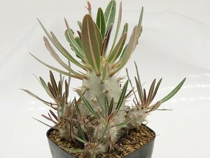 ■[W160]cactipes　カクチペス　実生苗　ヤマト運輸 【多肉植物　Pachypodium　パキポディウム】