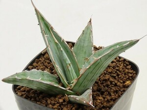 ■[W156]difformis 'Azul'　実生苗　ヤマト運輸 【多肉植物　Agave　アガベ】