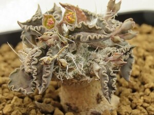 ■[W133]tulearensis　トゥレアレンシス　実生苗　ヤマト運輸 【多肉植物　Euphorbia ユーフォルビア】