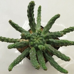 ■[W136]inermis 九頭竜 実生苗 ヤマト運輸 【多肉植物 Euphorbia ユーフォルビア】の画像4