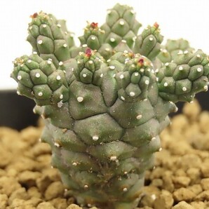 ■[W129]gamkensis ガムケンシス 実生苗 ヤマト運輸 【多肉植物 Euphorbia ユーフォルビア】の画像2