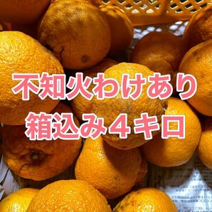 不知火わけあり　箱込み4キロ