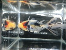 超極上美金魚♪①キャリコオランダ獅子頭　約１２センチ♪将来期待超大♪めっちゃ綺麗なキャリコちゃん♪何とも言えない愛らしさ全開♪_画像10