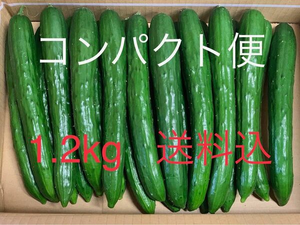 無言　評価しない方　お断り！　群馬県産 朝採り ハウス栽培　きゅうり1.2キロ送料込 即購入可 日付指定不可