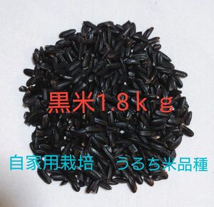 黒米　1.8㎏　うるち米品種