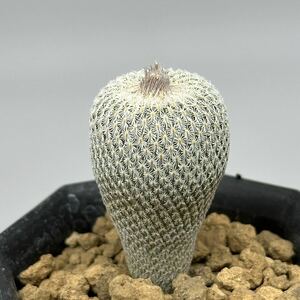 ◆エピテランサ　Epithelantha micromeris ssp. greggii SB1112 ◆サボテン・多肉植物　◆CACTI7◆9