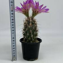 ◆テロカクタス　五色大統領◆サボテン・多肉植物　◆CACTI7◆1236_画像6