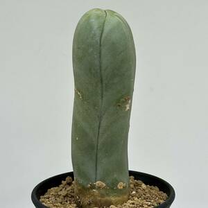 ◆トリコケレウス　なるほど柱◆サボテン・多肉植物　◆CACTI7◆910