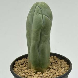 ◆トリコケレウス　なるほど柱◆サボテン・多肉植物　◆CACTI7◆911