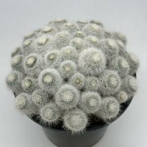 ◆マミラリア　玉翁殿　古木◆サボテン・多肉植物◆CACTI7◆551