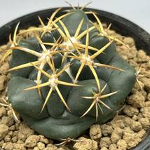 ◆コリファンタ　象牙丸◆サボテン・多肉植物　◆CACTI7◆1423_画像2