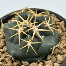 ◆コリファンタ　象牙丸◆サボテン・多肉植物　◆CACTI7◆1423_画像5