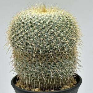 ◆マミラリア　黄神丸◆サボテン・多肉植物　◆CACTI7◆747