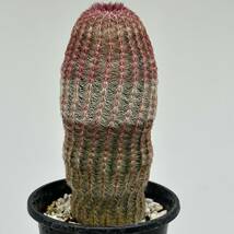 ◆エキノケレウス　紫太陽◆サボテン・多肉植物　◆CACTI7◆1472_画像3