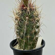 ◆テロカクタス　五色大統領◆サボテン・多肉植物　◆CACTI7◆1235_画像10