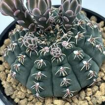 ◆ギムノカリキウム　瑞昌玉◆サボテン・多肉植物　◆CACTI7◆948_画像8