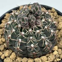 ◆ギムノカリキウム　瑞昌玉◆サボテン・多肉植物　◆CACTI7◆946_画像3