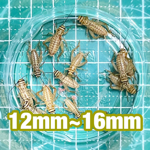 ～リニューアル出品セール中～ ヨーロッパイエコオロギ Mサイズ(12mm～16mm) 200匹＋リピーター様増量20％＋死着[保証]10%＆死着[補償]ありの画像1