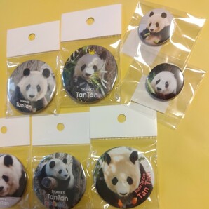 タンタン 王子動物園 缶バッジ セット 靴下 ありがとうタンタン THANKS TANTAN パンダ ジャイアントパンダ panda の画像4