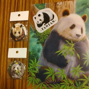 レア タンタン 王子動物園 26歳お誕生日 山本ニ三先生 クリアファイル シール 缶バッジ5個 パンダ Panda ジャイアントパンダの画像3