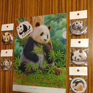 レア タンタン 王子動物園 26歳お誕生日 山本ニ三先生 クリアファイル シール 缶バッジ5個 パンダ Panda ジャイアントパンダの画像1