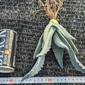 ② アガベ アメリカーナ エクスパンサ パリーダ レモンライム 抜き苗発送 Agave americana expansa pallida lemonlimeの画像9