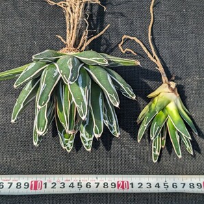 アガベ 笹の雪 抜き苗発送 Agave victoriae reginae ※子株付き(写真9枚目)の画像9