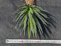 アガベ シジゲラ 抜き苗発送 実生 Agave schidigera_画像8