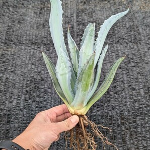 ② アガベ アメリカーナ エクスパンサ パリーダ レモンライム 抜き苗発送 Agave americana expansa pallida lemonlimeの画像6