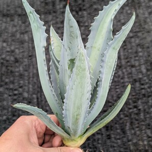 ① アガベ アメリカーナ エクスパンサ パリーダ レモンライム 抜き苗発送 Agave americana expansa pallida lemonlimeの画像5