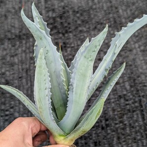 ① アガベ アメリカーナ エクスパンサ パリーダ レモンライム 抜き苗発送 Agave americana expansa pallida lemonlimeの画像2