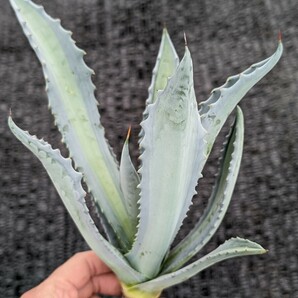 ① アガベ アメリカーナ エクスパンサ パリーダ レモンライム 抜き苗発送 Agave americana expansa pallida lemonlimeの画像4