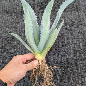 ① アガベ アメリカーナ エクスパンサ パリーダ レモンライム 抜き苗発送 Agave americana expansa pallida lemonlimeの画像7