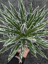 アガベ シジゲラ 抜き苗発送 実生 Agave schidigera_画像2